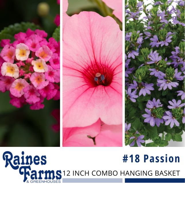 #18: Passion 12 Inch Combo Hanging Basket